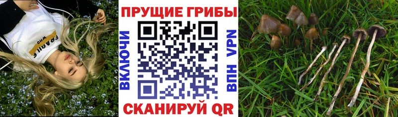 Галлюциногенные грибы Cubensis  закладка  Оха 